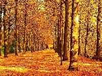 Park, Jesień, Aleja