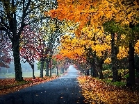 Park, Jesień, Droga