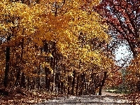 Park, Jesień, Droga