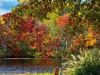 Park, Jesień, Staw