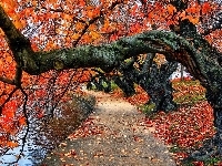 Park, Jesień, Woda