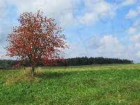 Pole, Jesień, Drzewo