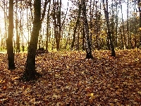 Jesień, Park, Drzewa, Przebijające Światło