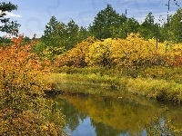 Rzeka, Jesień, Drzewa