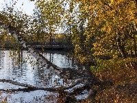Staw, Jesień, Las