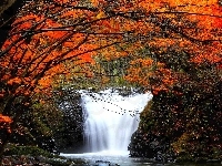 Wodospad, Jesień, Drzewa