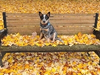 Ławka, Liście Australian cattle dog