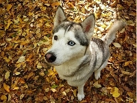 Jesienne, Siedzący, Husky, Liście