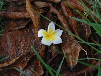 Plumeria, Jesienne, Kwiatek, Trawa, Liście