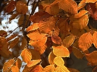 Liście, Jesienne, Fractalius