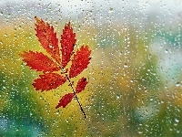 Jesienny, Szyba, Deszcz, Liść