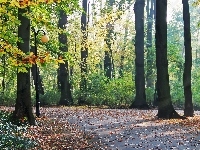 Jesienny, Park