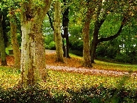Park, Jesienny, Drzewa