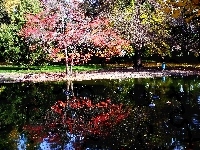 Park, Jesienny, Staw