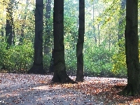 Jesienny, Park