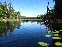 Jeziorko, Lasy