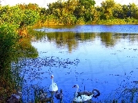 Łabędzie, Jezioro, Drzewa