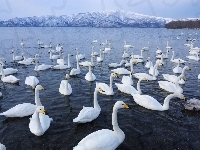 Jezioro, Łabędzie