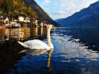 Łabędź, Austria, Góry, Jezioro, Hallstatt