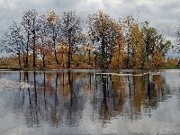 Jezioro, Drzewa