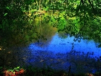 Jezioro, Drzewa