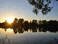 Jezioro, Drzewa