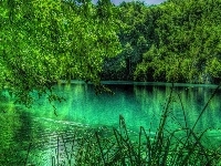 Jezioro, Drzewa