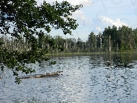 Jezioro, Drzewa