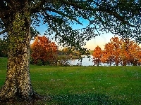 Jezioro, Drzewa