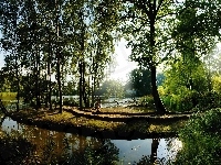 Jezioro, Drzewa