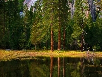 Jezioro, Drzewa