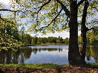 Jezioro, Drzewa