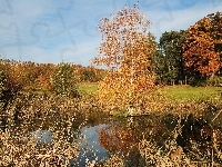 Drzewa, Jezioro, Łąka