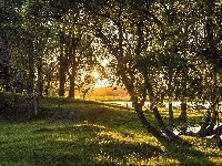 Jezioro, Światło, Łąka, Drzewa, Przebijające