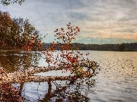 Drzewa, Jezioro, Jesień