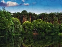 Jezioro, Las, Drzewa, Odbicie