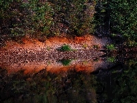 Jezioro, Las, Drzewa, Odbicie