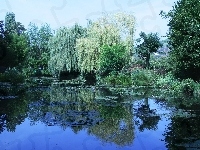 Drzewa, Jezioro, Odbicie