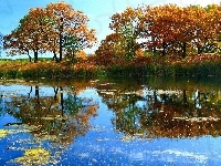 Drzewa, Jezioro, Odbicie
