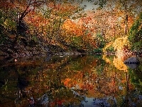 Drzewa, Jezioro, Odbicie
