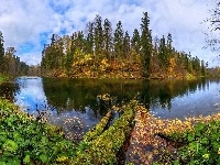 Drzewa, Jezioro, Roślinność