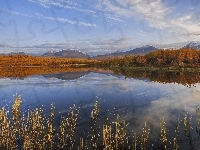 Drzewa, Jezioro, Szuwary