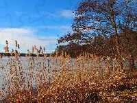 Jezioro, Niebo, Trzcina, Drzewa, Błękitne