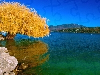 Jezioro, Drzewo