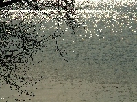 Jezioro, Drzewo