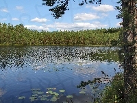 Drzewo, Jezioro, Las