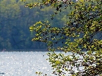 Drzewo, Jezioro, Liście
