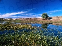 Jezioro, Drzewo