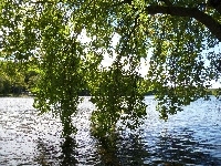 Jezioro, Gałęzie