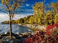 Jesień, Jezioro, Drzewa